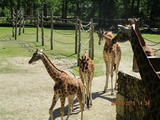 ZOO Planckendael